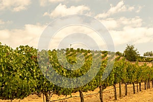 Vineyards at Sonoma valley