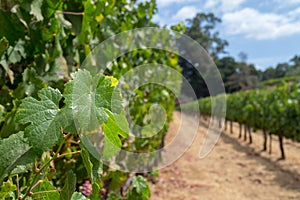 Vineyards at Sonoma valley photo
