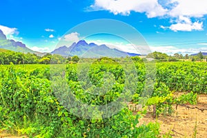 Vineyards South Africa