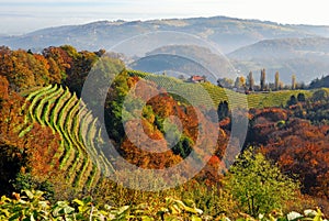 Vineyards in South Styria