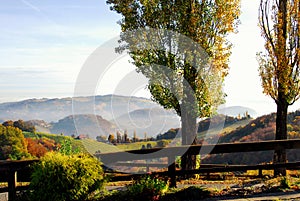 Vineyards in South Styria