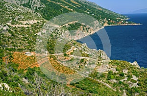 Vineyards, southern coast of Hvar island