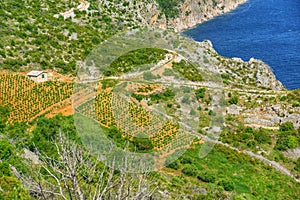 Vineyards, southern coast of Hvar island