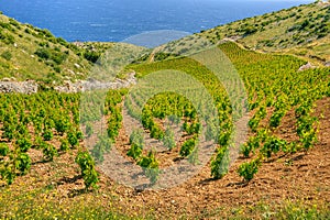 Vineyards, southern coast of Hvar island, west of