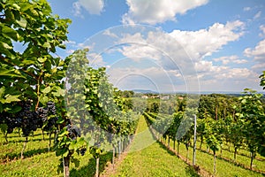 Vineyards in Southern Styria near Gamlitz before harvest, Austria