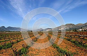 Vineyards of Spain in early season. Vines cut to the core. Sunny blue skies and converging lines photo