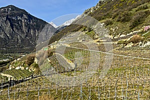 Vineyards in spring