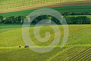 Vineyards, spring, Moravia