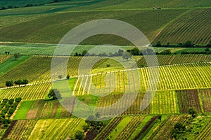 Vineyards, spring, Moravia