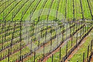 Vineyards at spring. Piedmont, Italy.