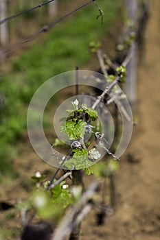 Vineyards. Vineyards in the spring.