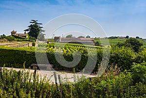 Vineyards in St. Emilion, France