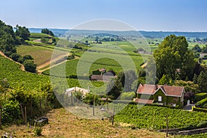 Vineyards in St. Emilion, France