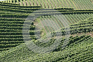 Vineyards stripes