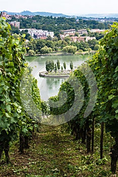 Vineyards in Stuttgart photo