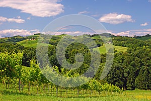 Vineyards in Styria,Austria