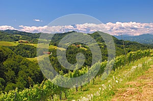 Vineyards in Styria,Austria