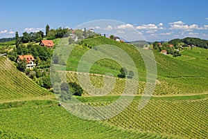 Vineyards in Styria,Austria