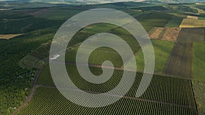 Vineyards, a suggestive aerial 4K video over a vineyards in an amazing landscape,