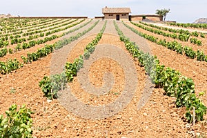 Vineyards in summer, La Rioja, Spain