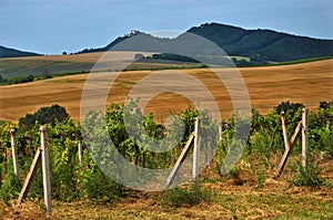 Vineyards in summer near castle Buchlov in Czech Republic,Moravia