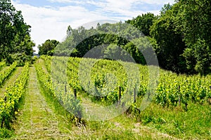 Vineyards during summer in Saint-Emilion unesco World Heritage Site