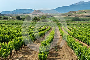 Vineyards with San Vicente de la Sonsierra village as background, La Rioja, Spain