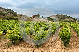 Vineyards in summer with Santa Maria de la Piscina chapel as background, La Rioja, Spain
