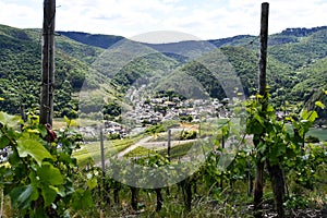 Vineyards in summer with the village of Rech in the background