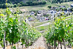 Vineyards in summer with the village of Rech in the background