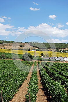 Vineyards, Cortes de la Frontera, Andalusia. photo