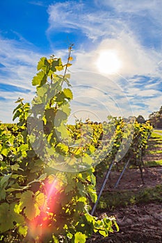 Vineyards in the sunlight