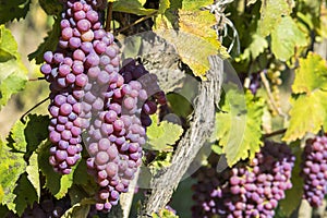 Vineyards in sunny autumn harvest