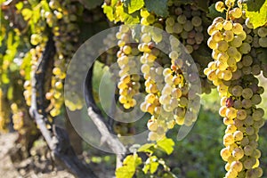 Vineyards in sunny autumn harvest
