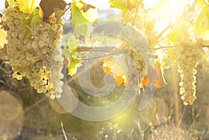 Vineyards in sunny autumn harvest