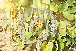 Vineyards in sunny autumn harvest