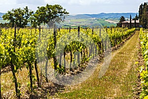 Vineyards in a sunny day in Tuscany