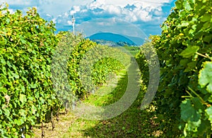 Vineyards sunny day with white ripe clusters of grapes. Italy Lake Garda.