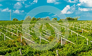 Vineyards sunny day with white ripe clusters of grapes. Italy Lake Garda.