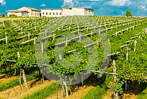 Vineyards sunny day with white ripe clusters of grapes. Italy Lake Garda.