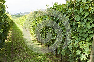 Vineyards sunny day with white ripe clusters of grapes. Italy Lake Garda.