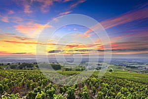 Vineyards and sunrise, Beaujolais, Rhone, France