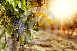 Vineyards at sunset