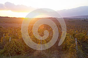 Vineyards at sunset in autumn harvest.