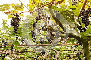 Vineyards at sunset in autumn harvest.