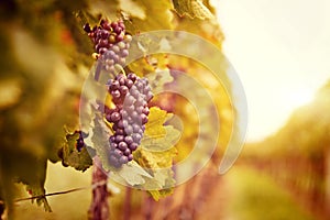 Vineyards at sunset in autumn harvest