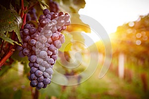 Vineyards at sunset in autumn harvest