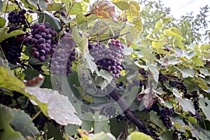 Vineyards at sunset in autumn harvest. Ripe grapes in fall.