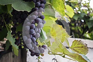 Vineyards at sunset in autumn harvest. Ripe grapes in fall.