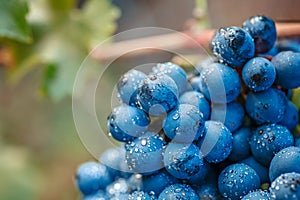 Vineyards at sunset in autumn harvest. Ripe grapes in fall.